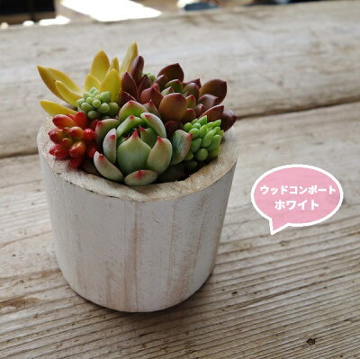 楽天市場 プレゼント 鉢花 多肉植物 寄せ植え プレゼント ウッドコンポート ブラウン ホワイトおしゃれな寄せ植え Apoa