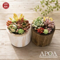 寄せ植え鉢 寄せ 鉢 ギフト おしゃれ 寄せ植えをおしゃれに見せる場所別おすすめ飾り方 風水運も上昇