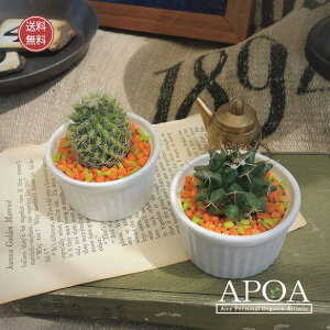 T{e  񂹐A Xt 킢 |bvȊ񂹐A