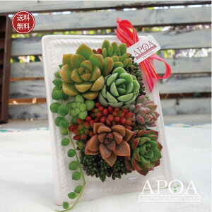 多肉植物 寄せ植え フレームコンポート 鉢花 おしゃれ 寄せ植え プレゼント