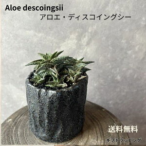 yAGzGNZT jl LO@̓@̓@a@Mtg@MtgA