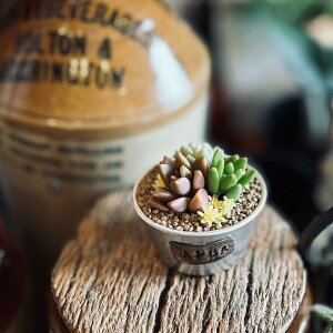 y ~jJbv@񂹐A z@A@lC̃~jV[Y@܂܊񂹁@܂ܑ@PtA