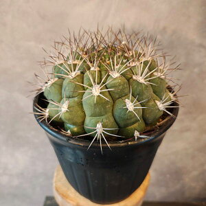 yVVnMmJLEz傫@T{e@Mtg@JN^X@A@c@̓@̓@a@v[g@蕨@MtgA