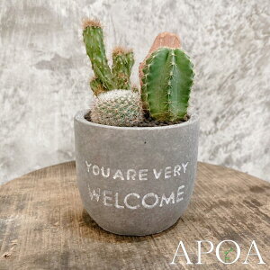 y welcome T{e񂹐A zT{e@񂹐A@Mtg@A@O[