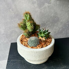 【 サボテン寄せ植え 】サボテン 寄せ植え　ギフト 植物　プレゼント 植物　贈り物 植物