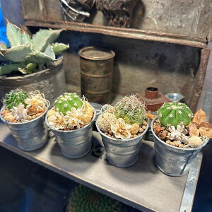 y ~joPc T{e 񂹐A z~joPc@߁@T{e@񂹐A@Mtg@A@hCt[