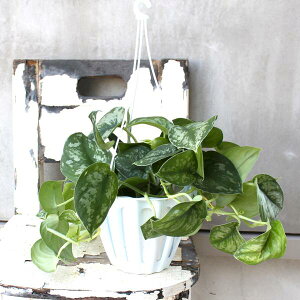 y XL_vTX@5 zAMEX@ϗtA@Mtg@nMO