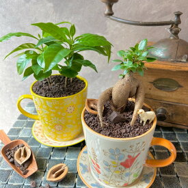 【 ガジュマル　コーヒーの木　マグカップ 】観葉植物　コーヒーの木　ガジュマル　マグカップ　インテリア植物　ギフト 植物　贈り物 植物　初心者さんにオススメ