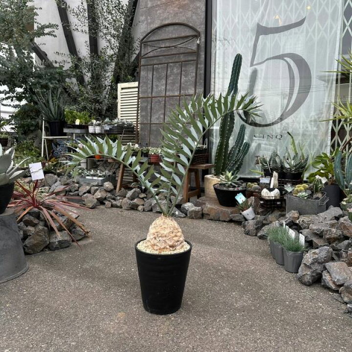楽天市場】【 希少 エンセファラルトス ホリダス】 ヒメオニソテツ 