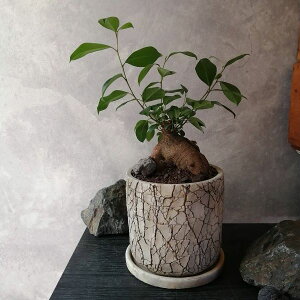 yKW}NbNzKW} 򍪐A LO@̓@̓@a@Mtg@MtgA