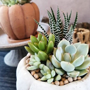 y G߁@񂹐A@pvL2024 zT{e@bNK[f@@񂹐A@nEB