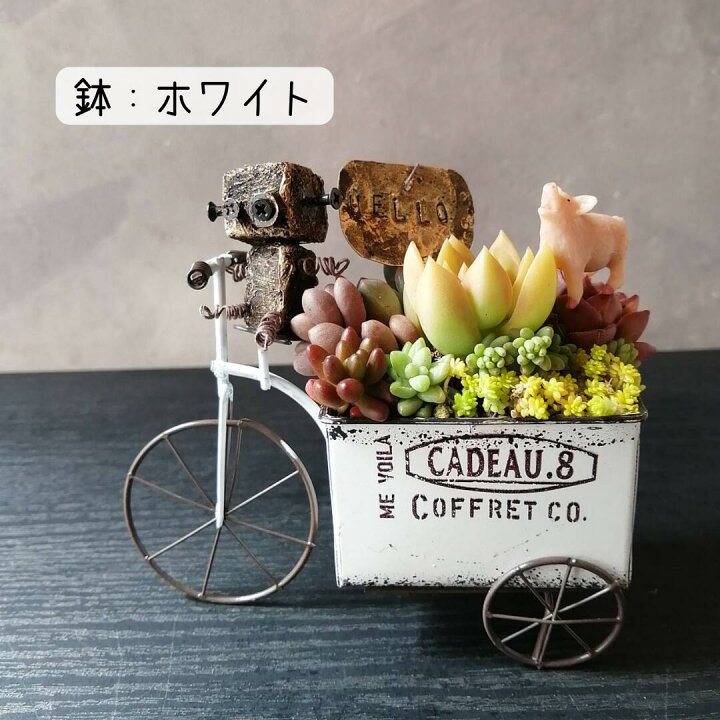 楽天市場】【 リバスと子ブタのお散歩 】多肉 寄せ植え ギフト 植物 