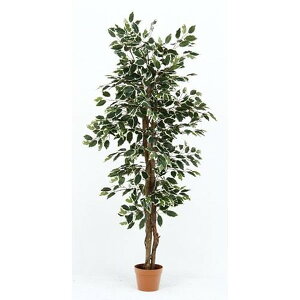 不二貿易 観葉植物 フィカス 690 B 19843 商品コード52663 【代引・日時指定・キャンセル不可・北海道沖縄離島配送不可】 -お取リ寄せ- 4953980526632-ds