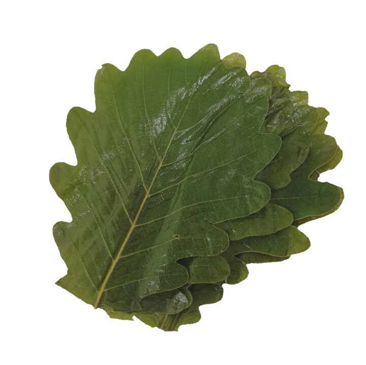 楽天市場 柏餅材料 柏の葉 塩漬け 柏葉 枚入 お菓子材料と道具の店えぷろん