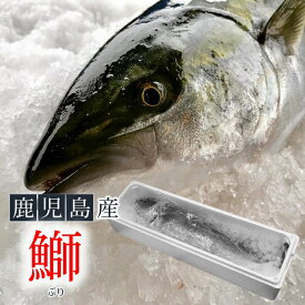 楽天市場 ブリ 1尾の通販