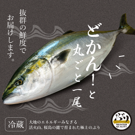 【冷蔵 ぶり ラウンド 約3.2kg】鮮度抜群 鹿児島産 冷蔵 鰤 丸ごと1尾（内臓処理なし） 刺身 さしみ ぶりしゃぶ ぶり料理に プレゼント ギフト 贈答用にも 寒ブリ buri 1 匹 1 本　ブリ