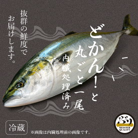 【冷蔵 ぶり セミドレス 約2.7kg】鮮度抜群 鹿児島産 冷蔵 鰤 丸ごと1尾（内臓処理済み） 刺身 さしみ ぶりしゃぶ ぶり料理に プレゼント ギフト 贈答用にも 寒ブリ buri 1 匹 1 本 ブリ