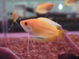 【熱帯魚】ゴールデンハニードワーフグラミー 5匹セットで　大特価品神戸店在庫