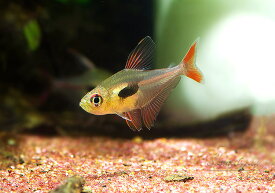 【熱帯魚】ハイフェソブリコン・エピカリス　3匹WILD個体神戸店在庫