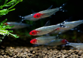 楽天市場 熱帯魚 ショップの通販 楽天市場 熱帯魚 ショップの通販