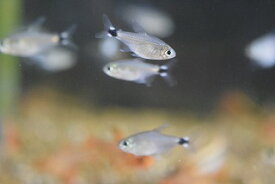 楽天市場 テトラ オーロの通販