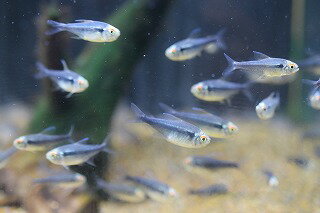 楽天市場 熱帯魚 ブリリアントブラックネオン10匹セット人気種です 神戸店在庫 Aqua F