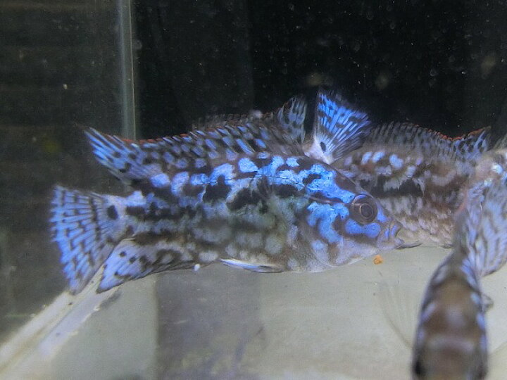 楽天市場 シクリッド ブリード コバルトブルージャックデンプシー可愛いサイズ神戸店在庫 Aqua F