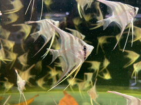 楽天市場 観賞魚 種 観賞魚 クマノミ 観賞魚の生態環境 淡水 人気ランキング1位 売れ筋商品 楽天市場 観賞魚 種 観賞魚 クマノミ 観賞魚の生態環境 淡水 人気ランキング1位 売れ筋商品
