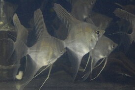 楽天市場 エンゼルフィッシュ 画像の通販