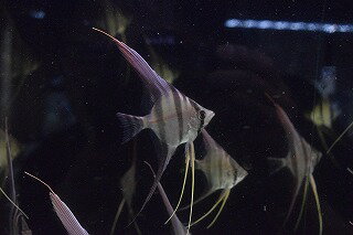 楽天市場 シクリッド エンゼルフィッシュ アルタムエンゼル ｍサイズ ５匹神戸店在庫 Aqua F