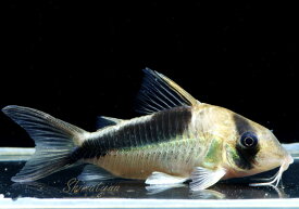 楽天市場 熱帯魚 激安の通販 楽天市場 熱帯魚 激安の通販