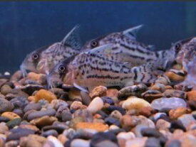 楽天市場 かわいい 観賞魚 熱帯魚 アクアリウム ペット ペットグッズの通販