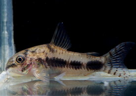 楽天市場 かわいい 種 観賞魚 コリドラス 観賞魚 熱帯魚 アクアリウム ペット ペットグッズの通販
