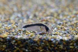 【コリドラス・ショートノーズ系】コリドラス　アークアタス　ペルー　1匹　ワイルド　神戸店在庫