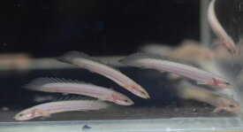 楽天市場 古代 魚 ポリプテルスの通販