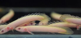 楽天市場 かわいい 観賞魚 熱帯魚 アクアリウム ペット ペットグッズの通販