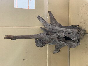 アクアF人気商品!【流木】ホーンウッド 18番神戸店在庫品