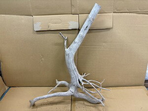 ANAFlCiIy؁zVR嗬؁@7Ԑ_˓X݌ɕi