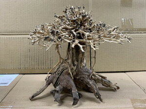 ANAFlCiIy؁ziBONSAI@Վ@LTCY@ς藬ؐ_˓X݌ɕi