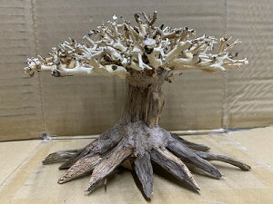 ANAFlCiIy؁ziBONSAI@Վ@@ς藬ؐ_˓X݌ɕi