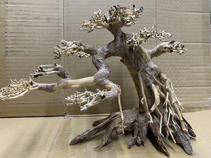 ANAFlCiIy؁ziBONSAI@ܗt@LTCY@ς藬ؐ_˓X݌ɕi