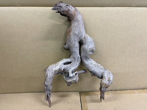 ANAFlCiIy؁zVR؁@1Ԑ_˓X݌ɕi