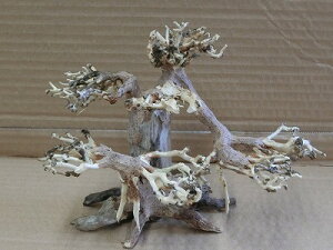 ANAFlCiIy؁ziBONSAI@@@ς藬ؐ_˓X݌ɕi