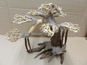 ANAFlCiIy؁ziBONSAI@@LTCY@ς藬ؐ_˓X݌ɕi