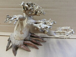 ANAFlCiIy؁ziBONSAI@ܗt@m-8@ς藬ؐ_˓X݌ɕi