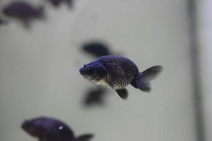 楽天市場 金魚 タイ産 黒らんちゅう 1匹goodサイズ 熱帯魚 観賞魚 飼育 神戸店在庫 Aqua F