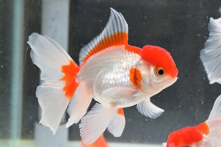 楽天市場 セレクト上物 金魚 現地セレクト タイ産 ハーフムーンオランダ １匹極上品 熱帯魚 観賞魚 飼育 神戸店在庫 Aqua F