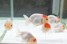 楽天市場 金魚 らんちゅう 飼育の通販