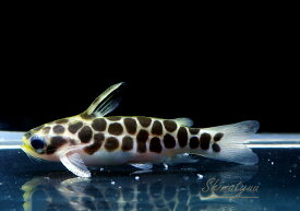 楽天市場 かわいい 観賞魚 熱帯魚 アクアリウム ペット ペットグッズの通販