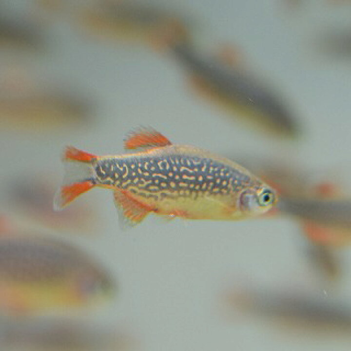 楽天市場】【熱帯魚】ミクロラスボラSPハナビ大き目サイズ!! 10匹 